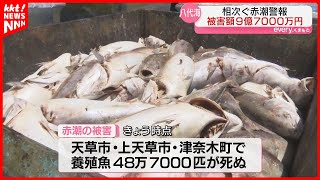 熊本県が支援策を発表　赤潮拡大で養殖魚48万7千匹が死に被害額9億7千万円