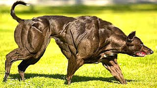 10 Most Muscular Dog Breeds In The World