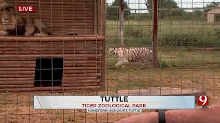 Experience Wildlife Up Close At Tiger Zoo In Tuttle, Okla