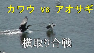 カワウ vs アオサギ 横取り合戦