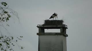 Storchennest Fridolfing 06.05.2023 - Reparaturarbeiten nach nächtlichem Gewitter - Alle sind wohlauf