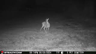 06 26 24  914 03pm Deer eating in the back field. #deer #wildlife #whitetaildeer