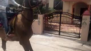 Bidar Salman horse booking