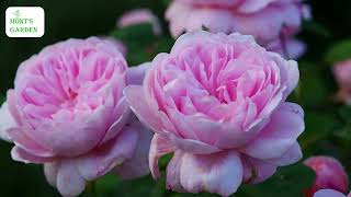 瑞典女王月季盛开 /Queen of Sweden Rose in Bloom /Rose Queen of Sweden en Fleurs