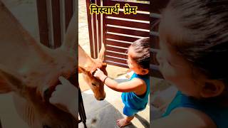 निस्वार्थ प्रेम | sanatan dharm | selfless love❤️ | गौ सेवा, #cute #gauseva #sanatan #shorts #viral