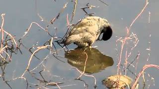 オオバン・幼鳥の身だしなみ　Wild bird　Eurasian Coot：　The appearance is important