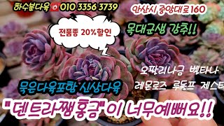 하수분다육 묵둥군생들 20%할인가소개!! 덴트라쨈홍금 벨타나 오팔리나금 루돌프 제스타 블레싱등