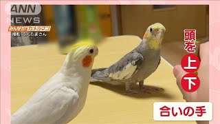 仲良くリズム刻むオカメインコ　絶妙タイミングで“合いの手”　音楽的センスも？【羽鳥慎一モーニングショー】(2023年12月22日)