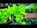 সেরা ৭ টি মানিপ্লান্টের দাম আমাজন গার্ডেনে pothos money plant gardening bangladesh