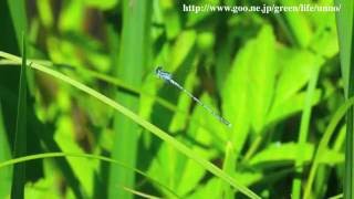 アマゴイルリトンボの飛翔 Platycnemis echigoana in flight