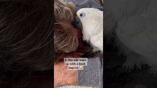 Never fall asleep around a parrot 🤣 #parrot #animals #birds #adoptdontshop #shorts #youtubeshorts