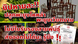 (Re-up) ใบรับรองสายพันธุ์ ไม้ฮวงหัวลี่ สำคัญยังไง !!