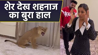 Shehnaaz Gill के सामने आया Lion, देखकर हालत हुई खराब Video Viral | Boldsky*Entertainment