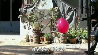 不要让喵星人照镜子，否则场面完全无法控制，镜头记录全过程