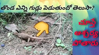 Garden Lizard laying Eggs , తొండ గుడ్లు పెట్టు సహజ దృశ్యం