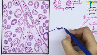 Histology Of SubMandibular Gland /Mixed Salivary Gland |  Salivary Gland