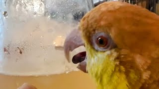 Puffman Caique’s Cute Tongue