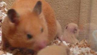 キンクマハムスターの赤ちゃん15日目・にんじんを食べる。 Hamster baby