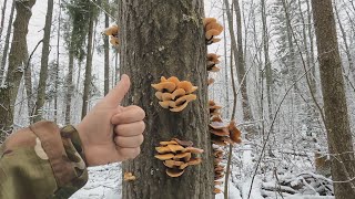 ❗ К ЧЁРТУ ДИВАН, ЗИМА ВРЕМЯ СБОРА ГРИБОВ в ПОДМОСКОВЬЕ!👉ГРИБЫ в ДЕКАБРЕ 2024