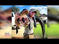 Barefoot MMA Fighter Wrangles Alligator With Bare Hands