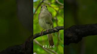 nightingale birds singing 😘#birds #birdssinging #birdcall #birds #shorts