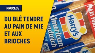 En filière - Du blé tendre au pain de mie et aux brioches | Axiane Meunerie