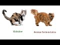 cat breeds vocabulary ll 130 cat breeds names in english with pictures ll 100 popular cats