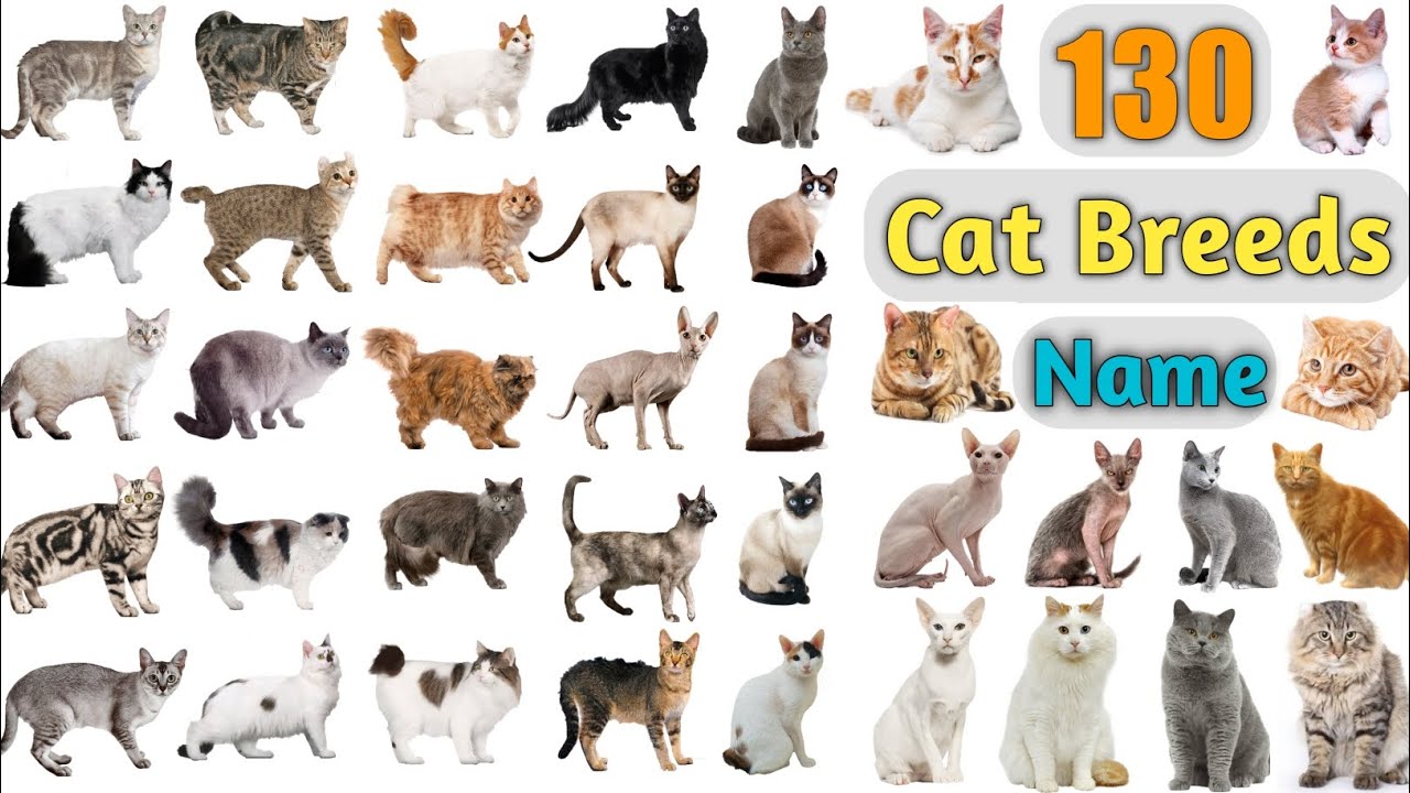 Cat Breeds Vocabulary Ll 130 Cat Breeds Names In English With Pictures ...