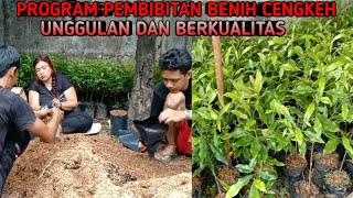 Penyemaian Bibit Cengkeh Unggulan Dan Berkualitas