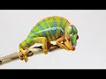 Unit 1 - A Chameleon's Colors (Reading Explorer 1 - 3rd Ed.)