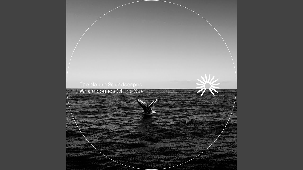 Humpback Whale Song Youtube Music