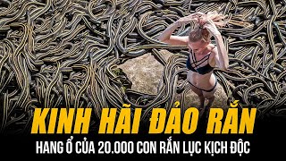 KINH HÃI ĐẢO RẮN Ở TRUNG QUỐC | HANG Ổ CỦA 20.000 CON RẮN LỤC KỊCH ĐỘC - AI DÁM BÉN MẢNG TỚI KHÔNG?