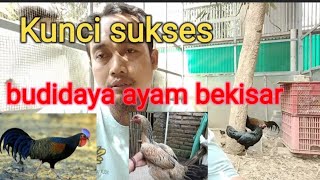 The success story of cultivating bekisar chickens // green jungle fowl VS free-range chickens