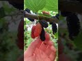 Italian mulberry fruit  #shorts #youtubeshorts