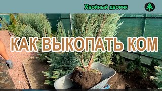 Как выкопать хвойные больше 2 х метров,выкопка скального можжевельника Скайрокет с комом.