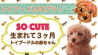 手のひらサイズで可愛すぎるトイプードルの赤ちゃんがやってきた！ Sooo cute! Baby Toy Poodle