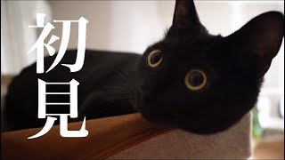 黒猫のジジ。初めて〇〇を見る猫【野良猫保護2年目】