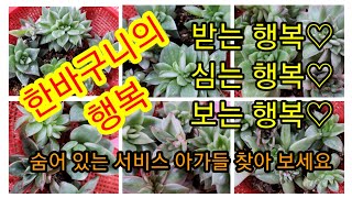 12월 1일 한바구니의 행복~~~♡♡♡ 받는 행복. 심는 행복. 보는 행복~~~  숨어 있는 서비스 아가들 찾아 보세요