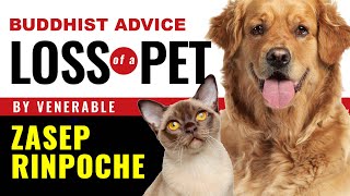 Loss of a pet: Buddhist Advice and Comforting Practices from Venerable Zasep Rinpoche