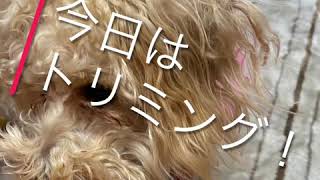 mix犬シュナプー ２回目のトリミング！