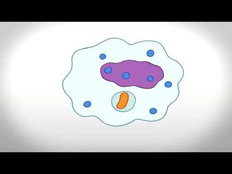 What does PHAG mean in medical term?
