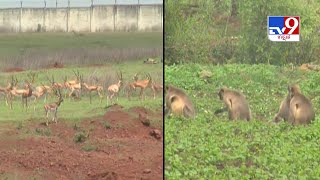 Farmers of Bidar facing difficulties to protect their crop from wild animals