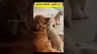 அம்மாவிடம் கொஞ்சி விளையாடும் பிள்ளைகள்💞#short #shorts #shortfeed