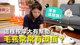 【專家這樣說】毛孩常常有淚痕？這樣按摩大有幫助 │愛寶寵新知 AIPAWs X 保健知識家