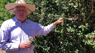 In the Garden with Dave: Pineapple Guava