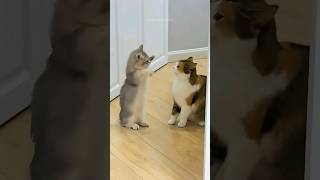 Funny cats 😂 episode 219 #shorts