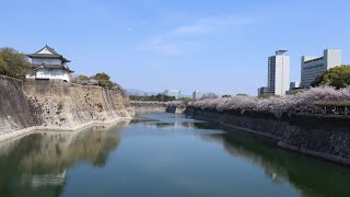 大阪城公園で花見してきた