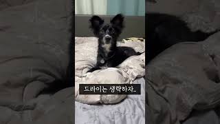 비오는 날 실외배변 강아지 산책시키는 방법 (우비도 없음ㅠㅠ) #shorts #실외배변