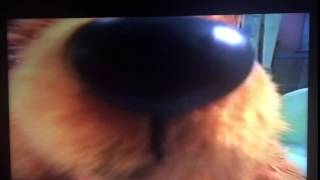 Bear Sniffing