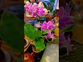 so beautiful blossom orchid flower